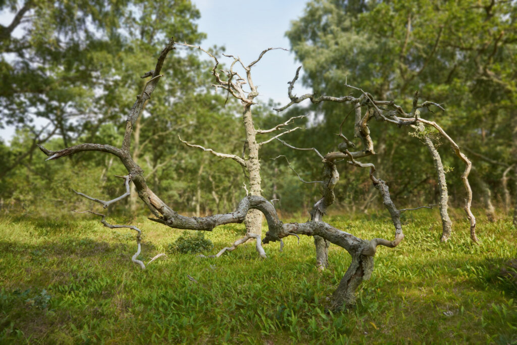 Det sidste hurra / The last hurray