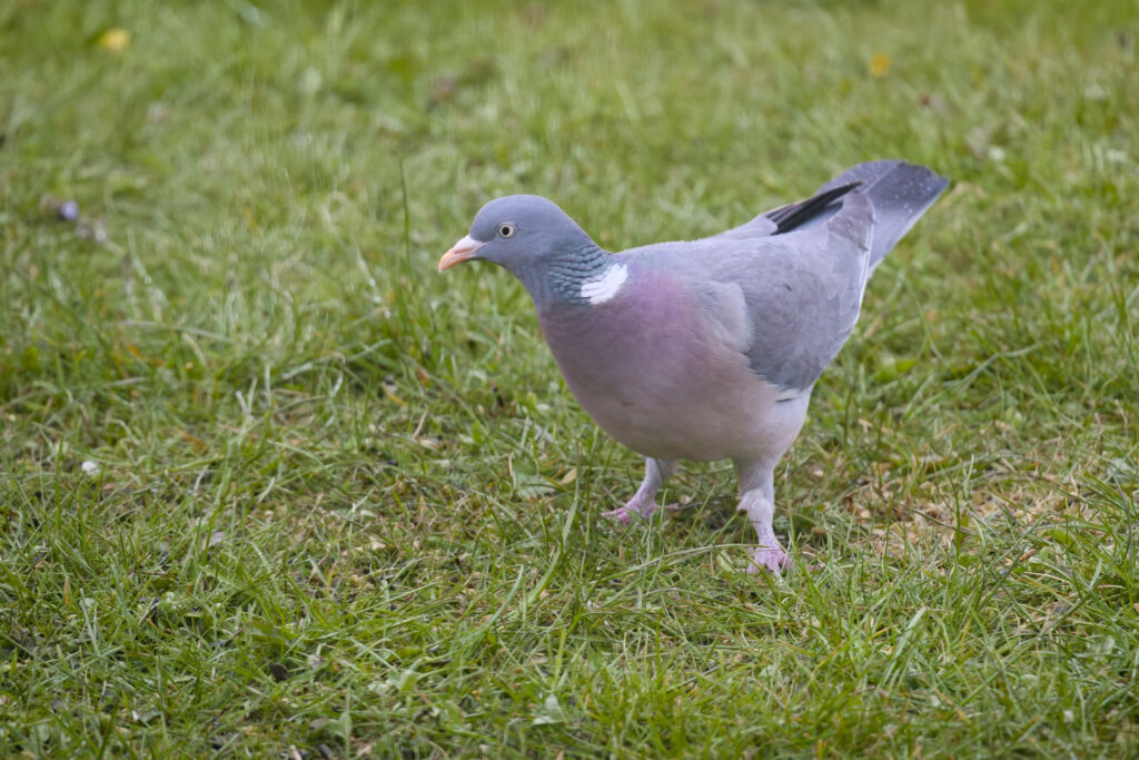 Stor Ringdue / Big Wood pigeon (Columba palumbus)