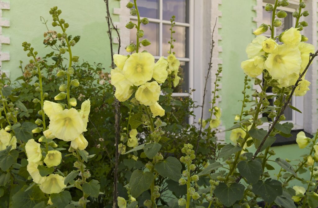 Gul stokrose / Yellow hollyhock (Alcea rugosa)