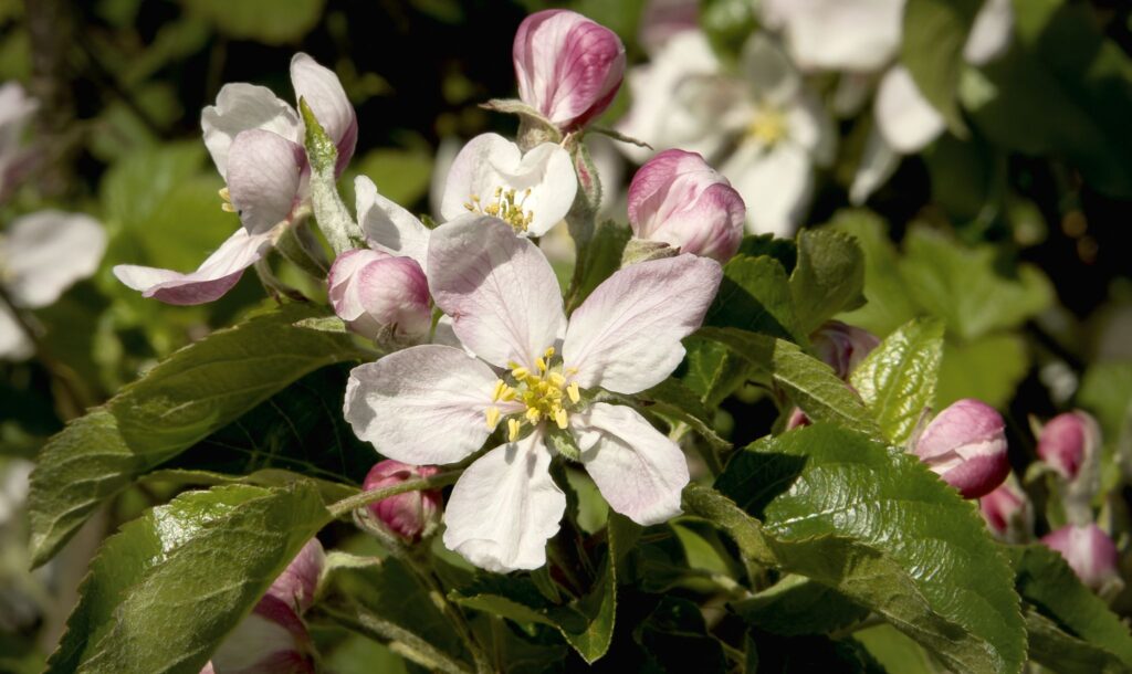 Borsdorfer æbleblomster / Borsdorfer apple flowers