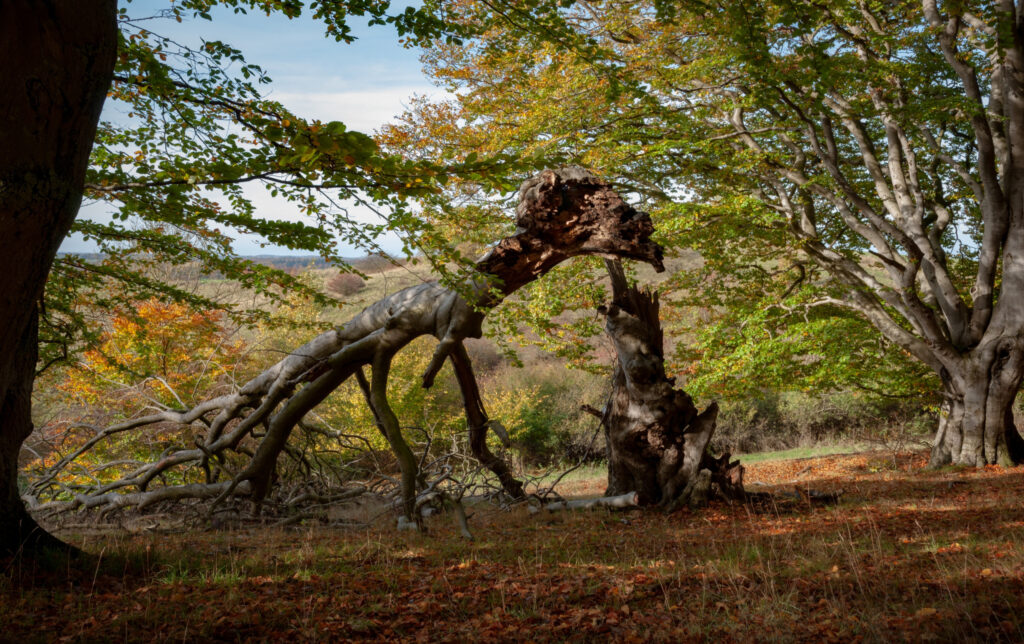 Bøge-saurus / Beech saurus