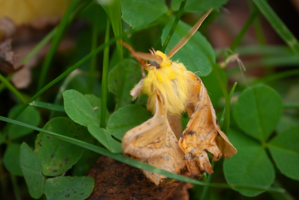 Elle-tandmåler / Canary-shouldered thorn (Ennomos alniaria)