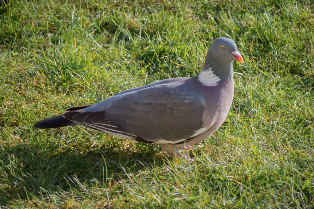 Ringdue / Common wood pigeon (Columba palumbus)