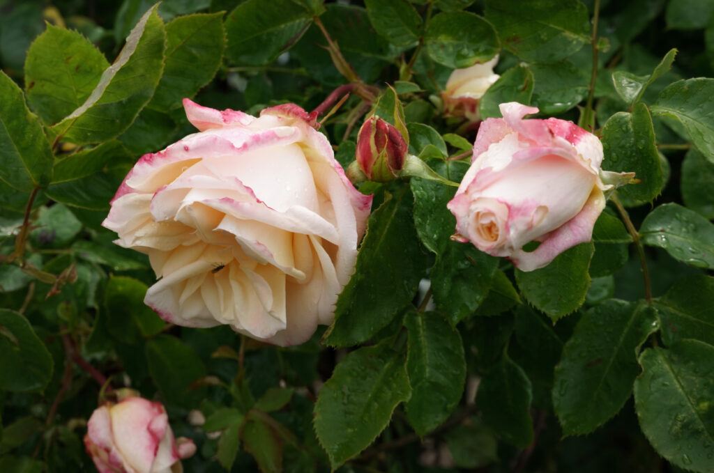 Rødkantet creme rose / Red lined cream rose (Rosa)