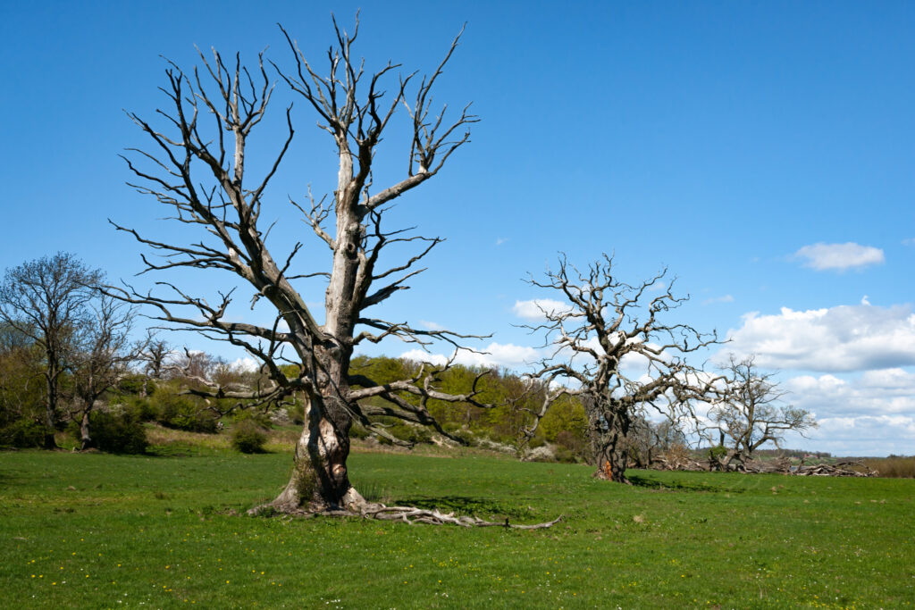 Døde ege ved Ellestadsjön / Dead oaks by Ellestadsjön