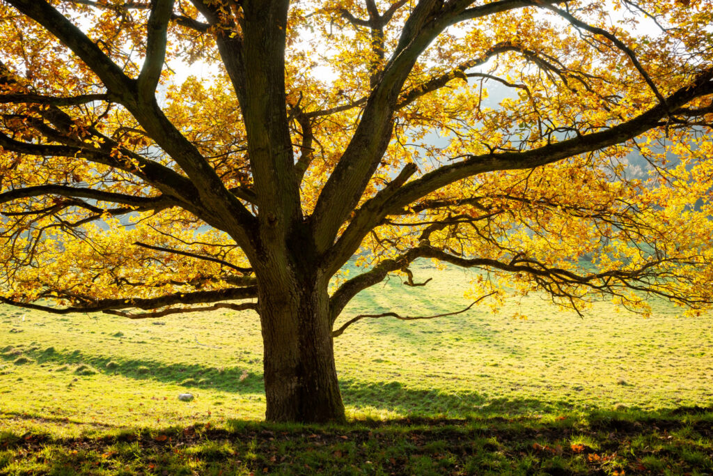 Efterårseg / Autumn oak, Fyledalen