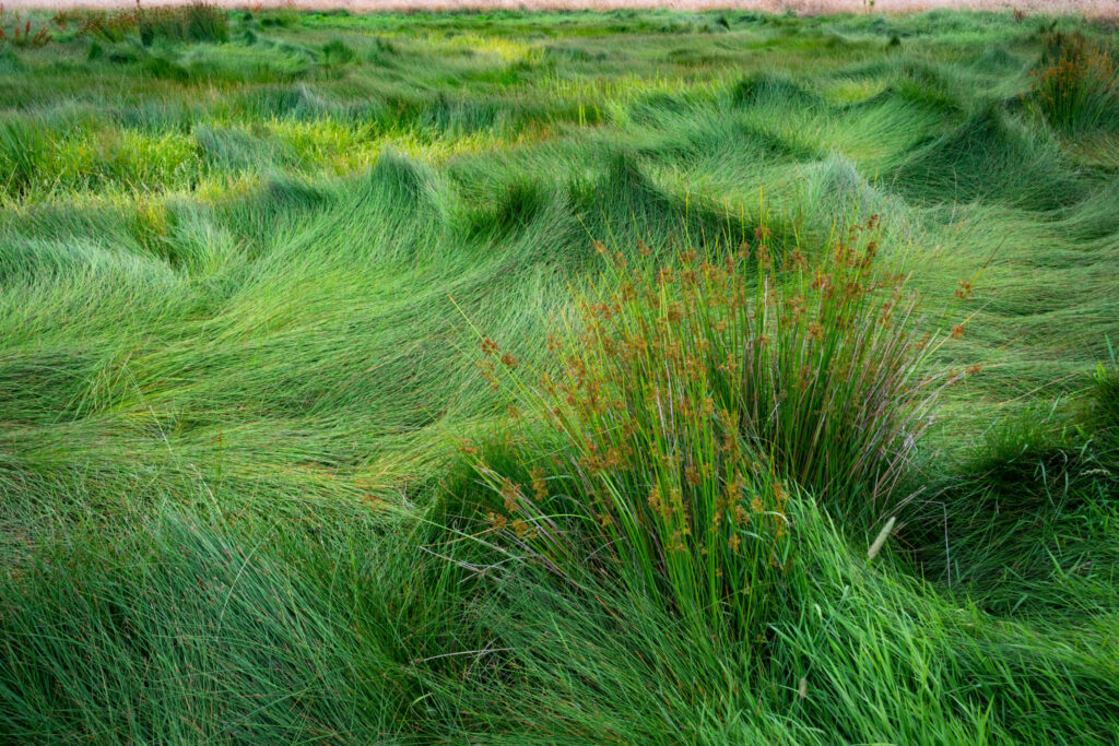 Græs på vådeng / Grass on wet meadow