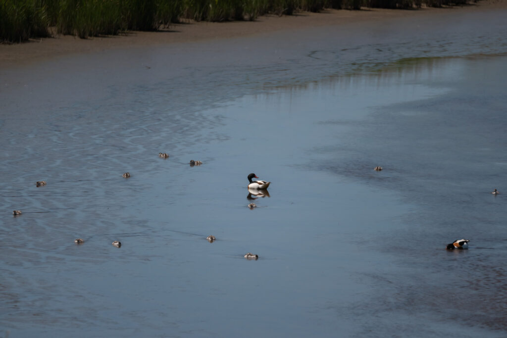 Gravand / Shelduck (Tadorna tadorna)