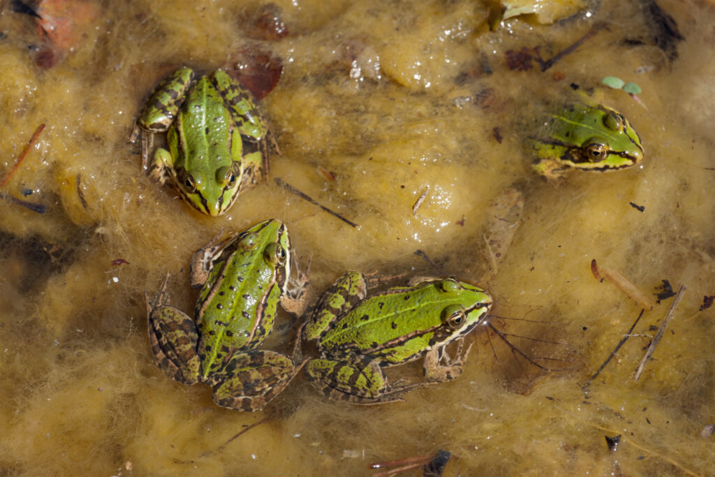 Grøn frø / Green frog (Rana clamitans) Grøn frø / Green frog (Rana clamitans)