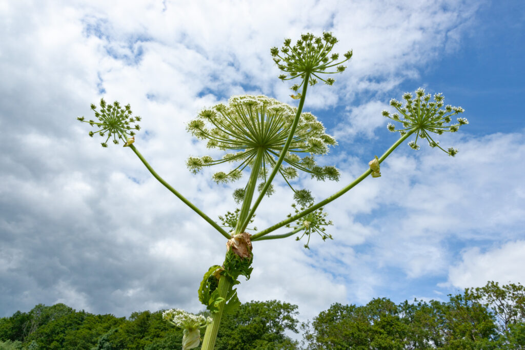 Bjørneklo / Hogweed (Heracleum sphondylium)
