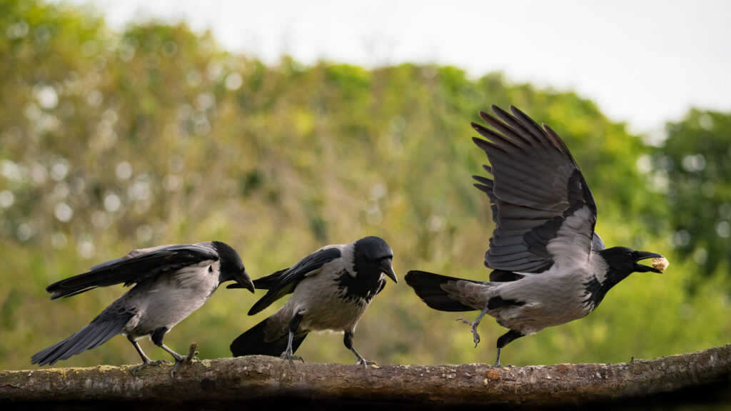 Gråkrage / Hooded crow (Corvus cornix)