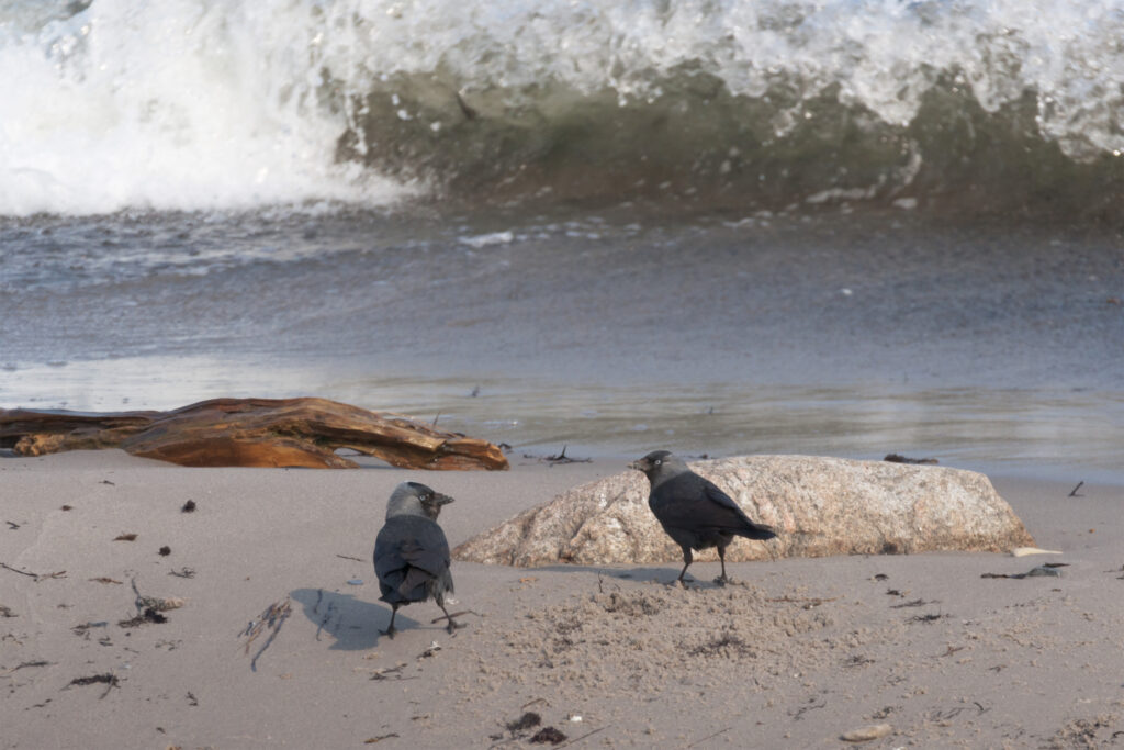 Alliker / Jackdaws (Corvus monedula)