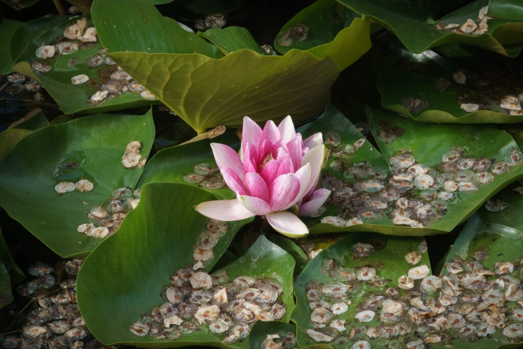 Åkande, hybrid af Hvid nøkkerose / Water lily (Nymphaea alba)