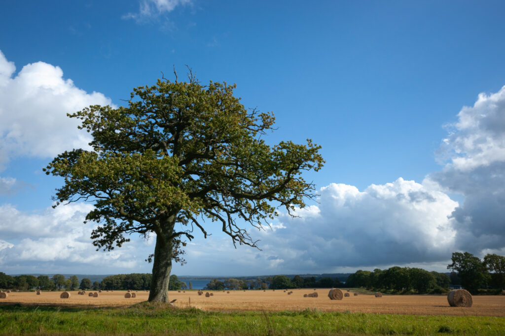Eg vest for Östra Ringsjön / Oak west of Östra Ringsjön