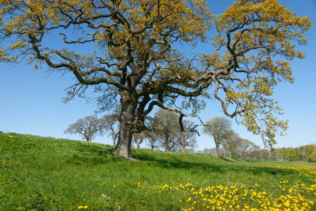 Gammel knudret eg / Old knotted oak (Quercus)