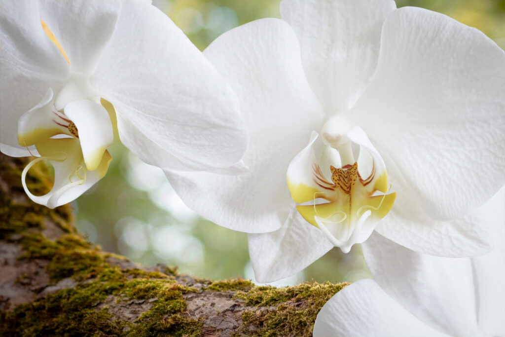 Hvid orkidé / White orchid (Phalaenopsis hybrid)