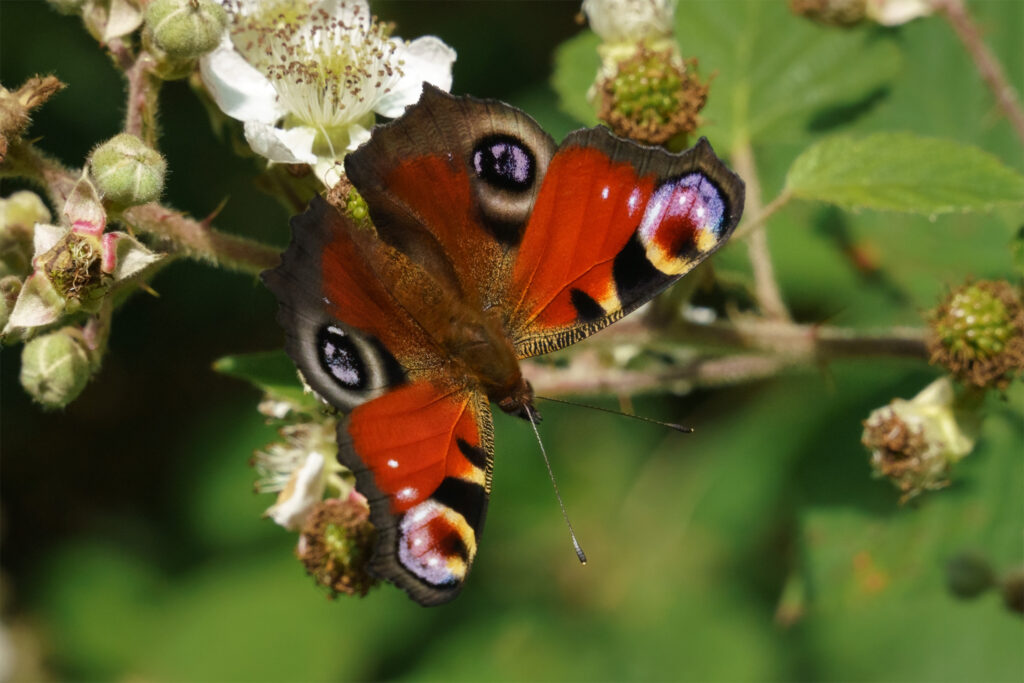 Påfugleøje / Peacock butterfly (Inachis io)