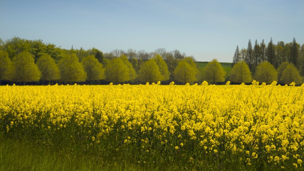 Rapsmark og lindeallé / Rape field and linden avenue (Brassica napus)