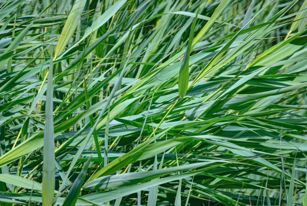 Sivskov / Reed bed (Phragmites australis)