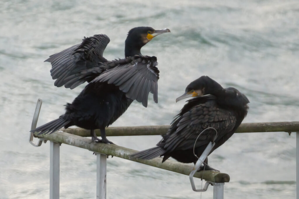 Skarv / Great cormorant (Phalacrocorax carbo)