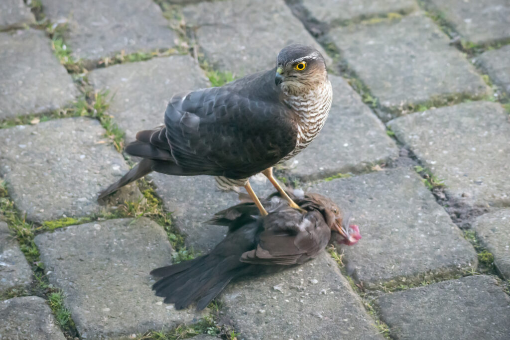 Spurvehøg over Solsort / Sparrowhawk on Blackbird (Assipiter nisus)