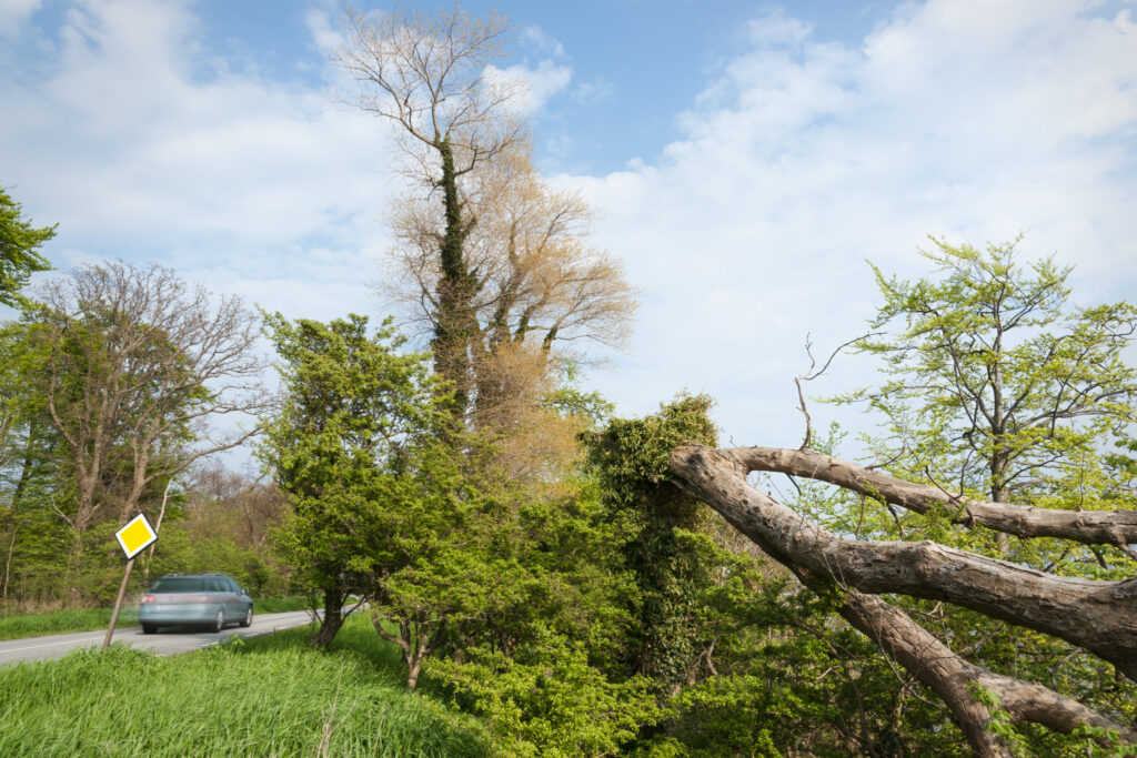 Gamle træer langs 9:an / Old trees along main road 9