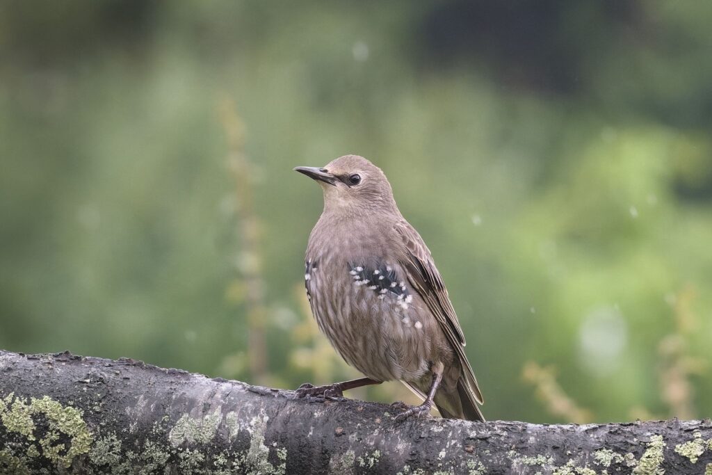 Stær i ungfugledragt / Starling in juvenile plumage (Sturnus vulgaris)