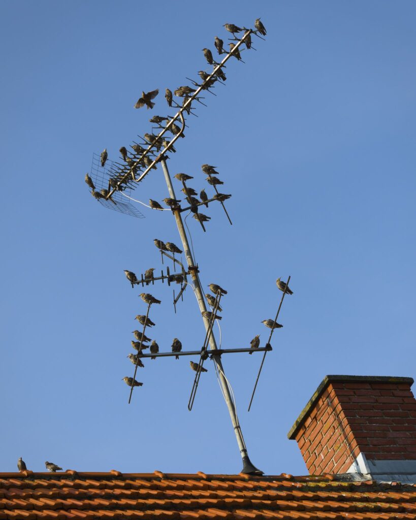 Stære konference / Starling conference (Sturnus vulgaris)