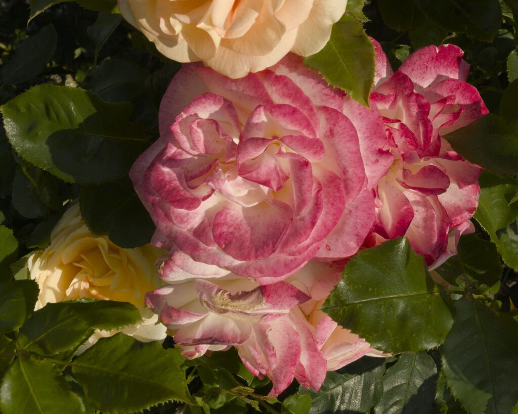 Double delight hybrid rose