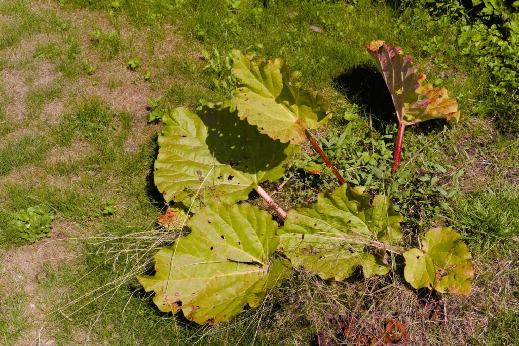 Haverabarber / Garden Rhubarb (Rheum rhabarbarum)
