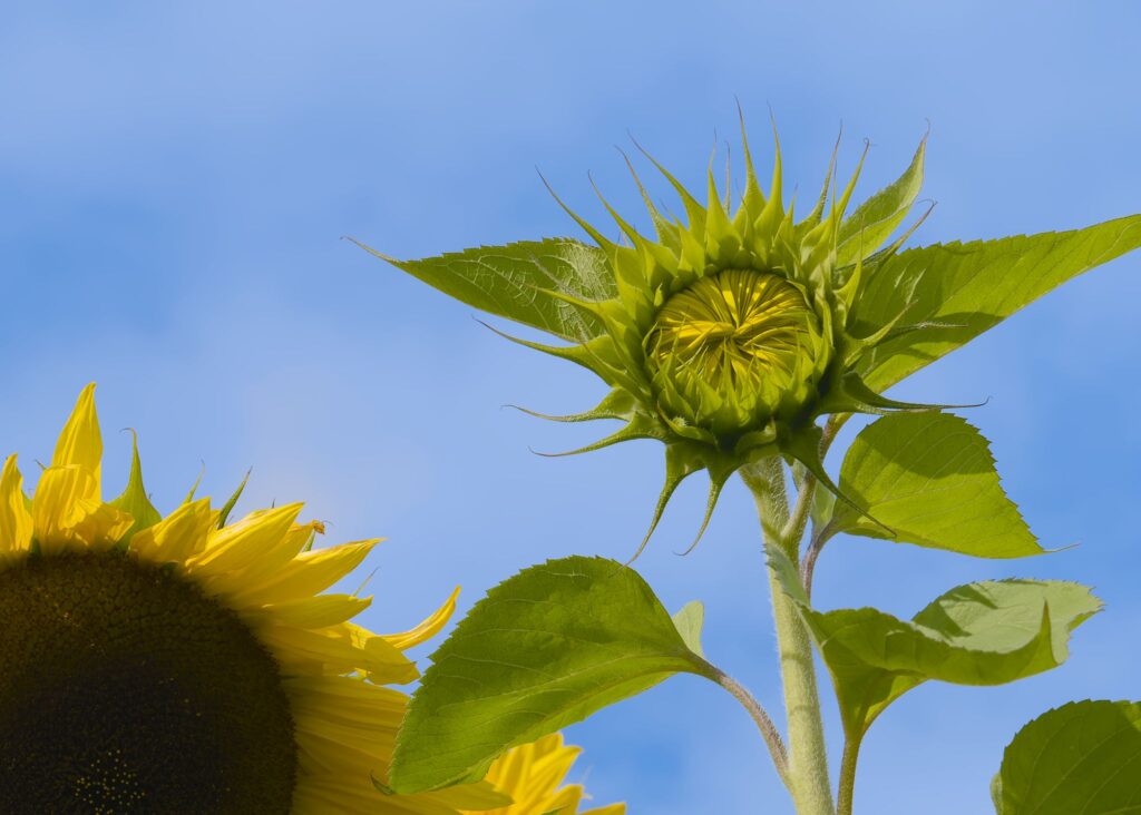 Almindelig solsikke / Common sunflower (Helianthus annuus)