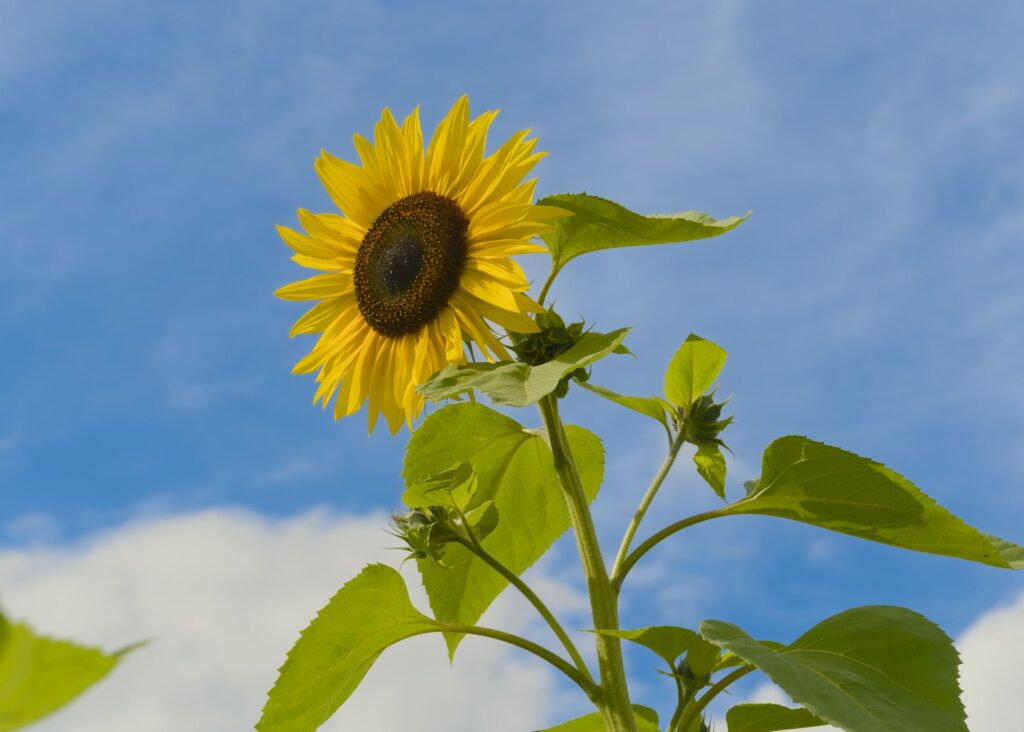 Almindelig solsikke / Common sunflower (Helianthus annuus)