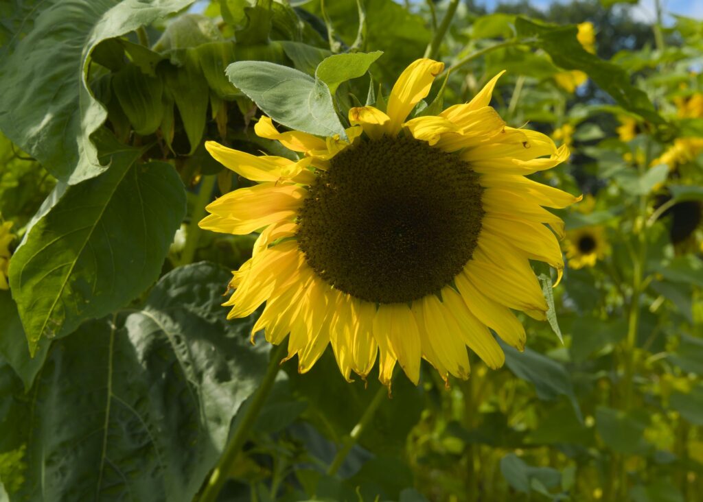 Almindelig solsikke / Common sunflower (Helianthus annuus)