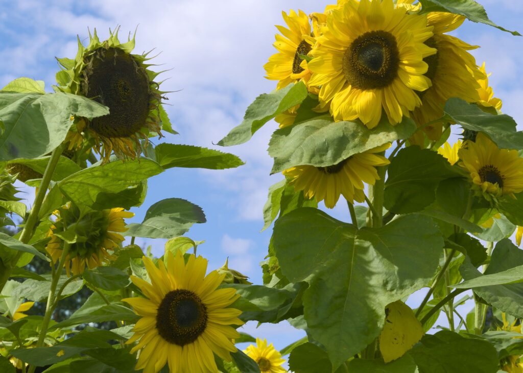 Almindelig solsikke / Common sunflower (Helianthus annuus)