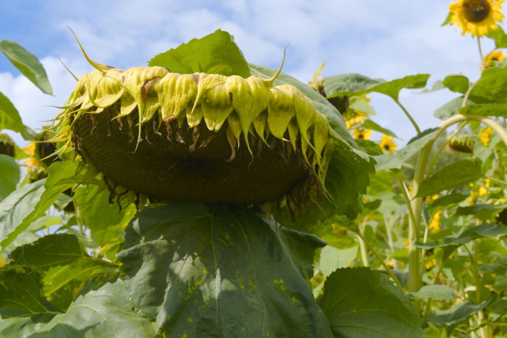 Almindelig solsikke / Common sunflower (Helianthus annuus)