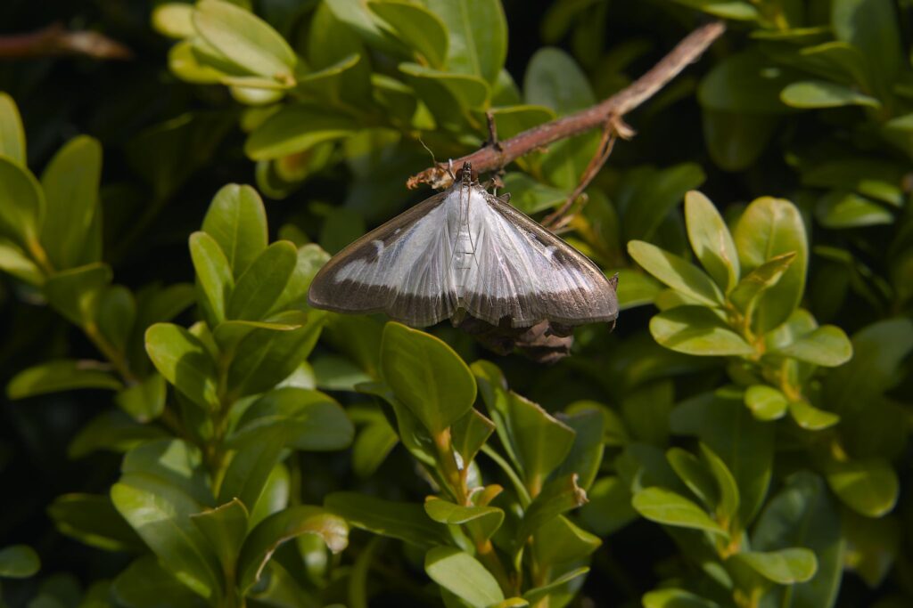 Buksbomhalvmøl / Boxwood moth (Cydalima perspectalis)