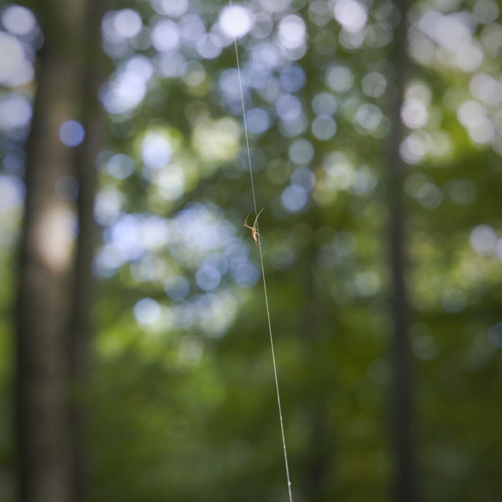 Stavedderkop / Tetragnatha (Tetragnatha extensa)