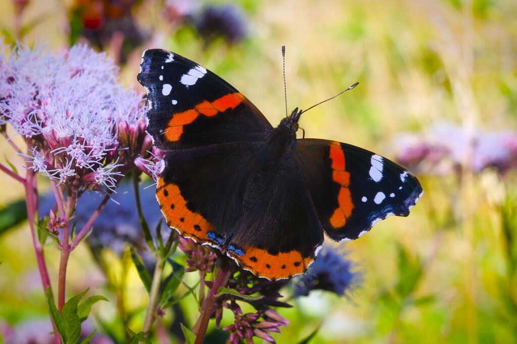Admiral sommerfugl / Admiral butterfly (Vanessa atalanta)