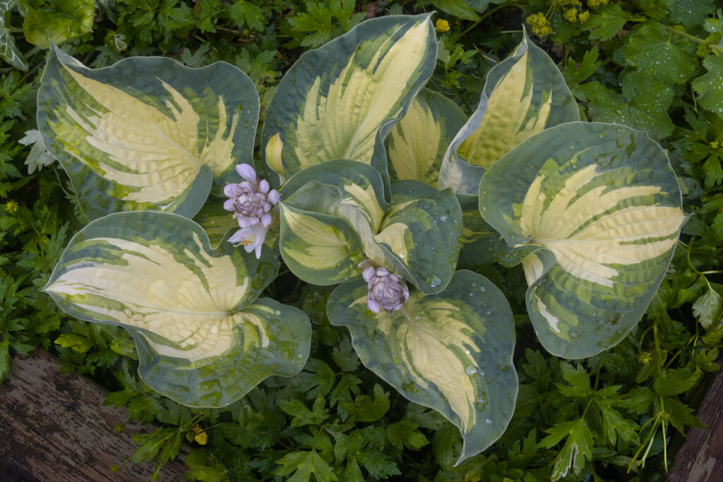 Gul-grøn Hosta / Yellow-green Hosta (Paul's Glory)