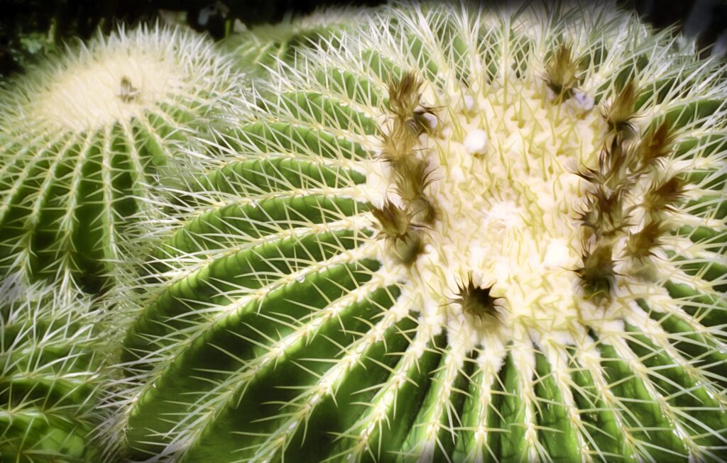 Kuglekaktus / Golden barrel cactus (Echinocactus grusonii)