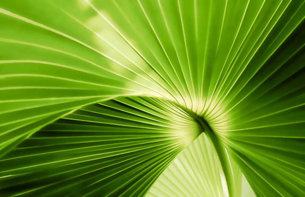Palmeblade / Palm leaves (Livistona)