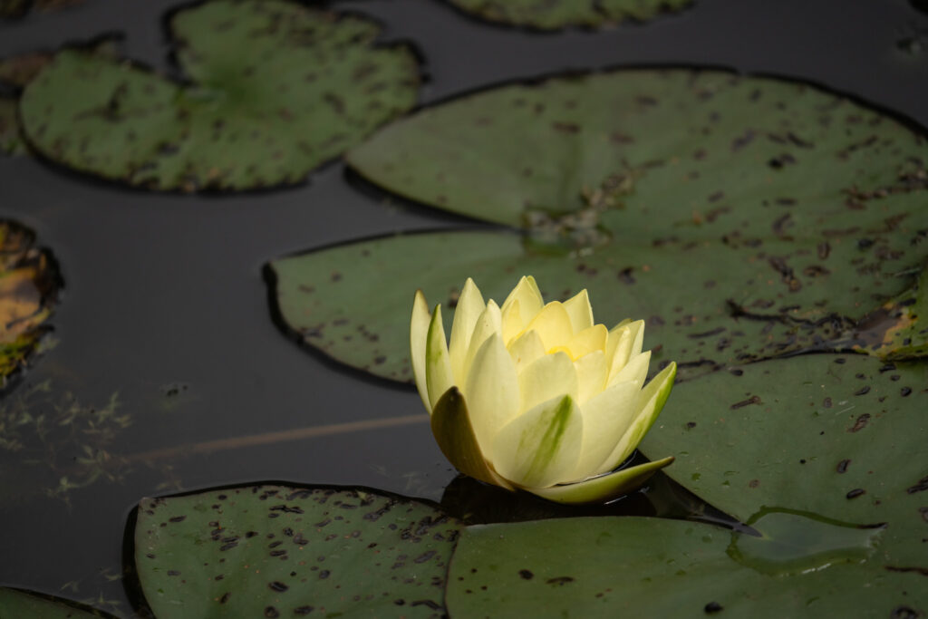 Åkande / Water lily (Nymphaea odorata sulphurea)