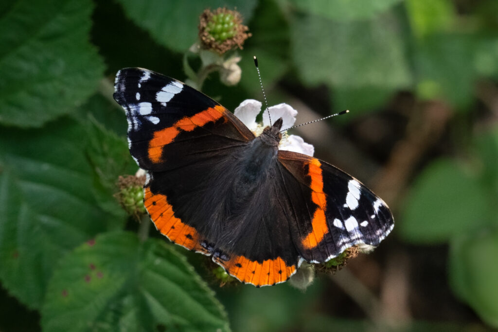 Rød admiral sommerfugl / Red admiral butterfly (Vanessa atalanta)