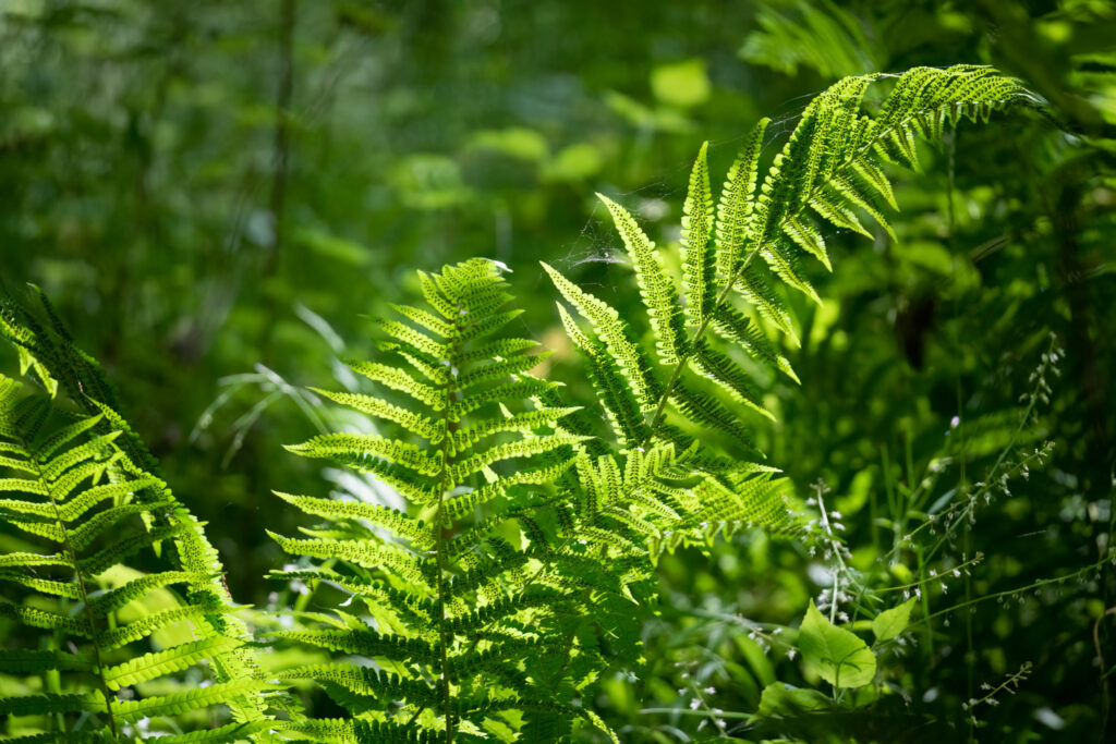 Almindelig mangeløv / (Dryopteris filix-mas)