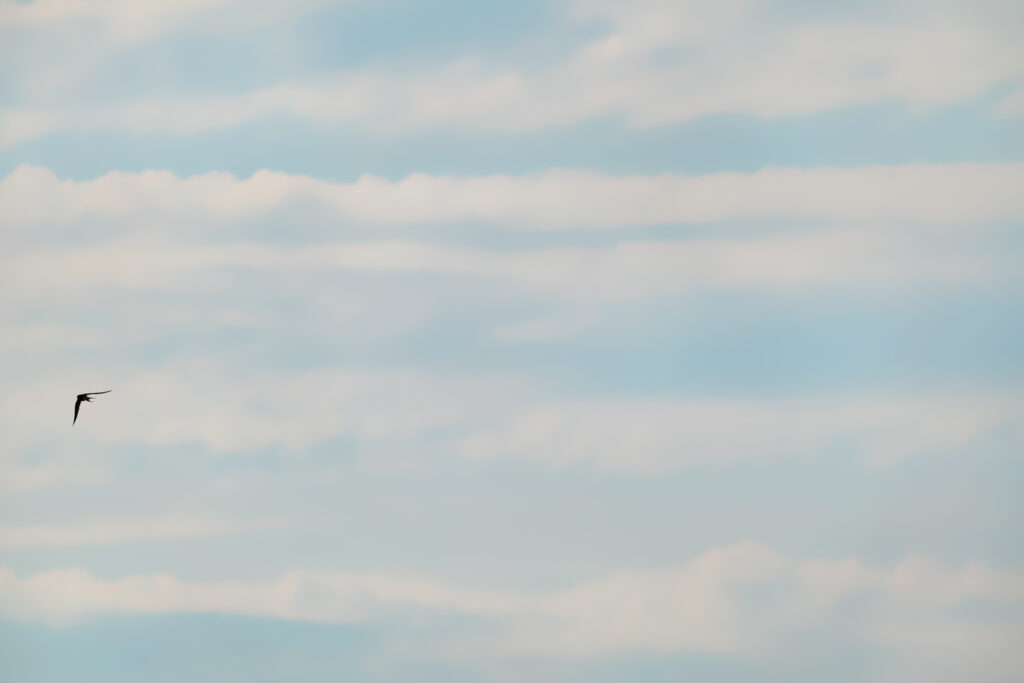 Enlig svale / Lone swallow