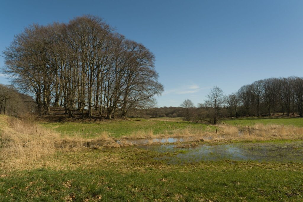 Bjerndrup Mølleå / Bjerndrup Mill River