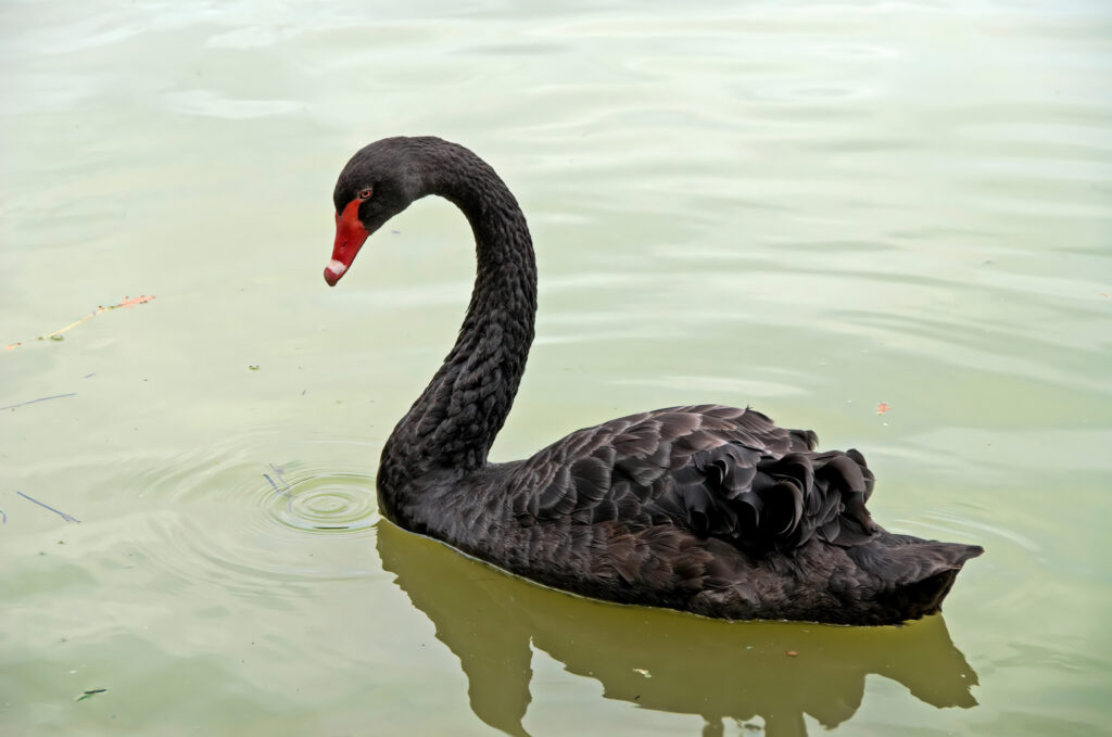 Sort svane / Black swan (Cygnus atratus)