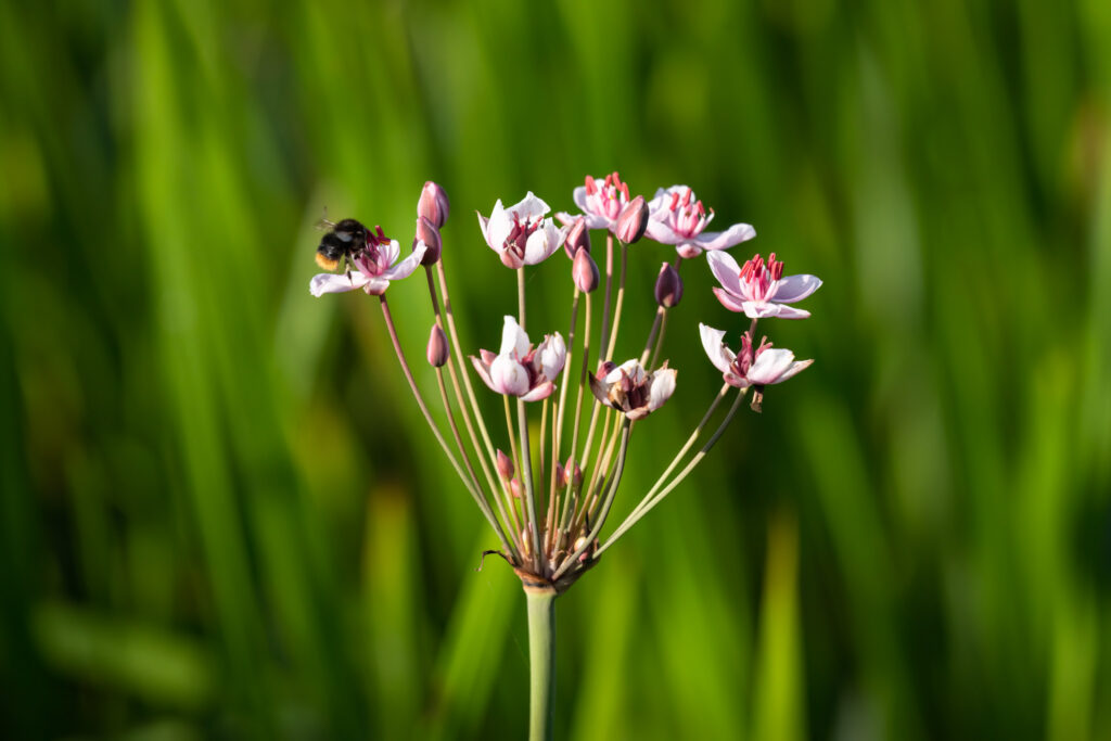 Brudelys / (Butomus umbellatus)