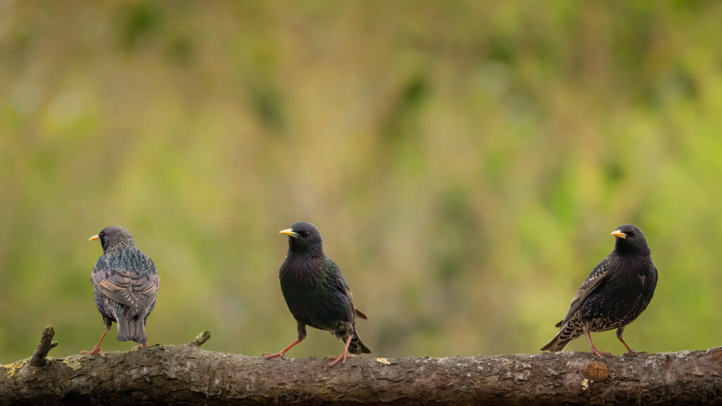 Tre stære / Three starlings (Sturnus vulgaris)
