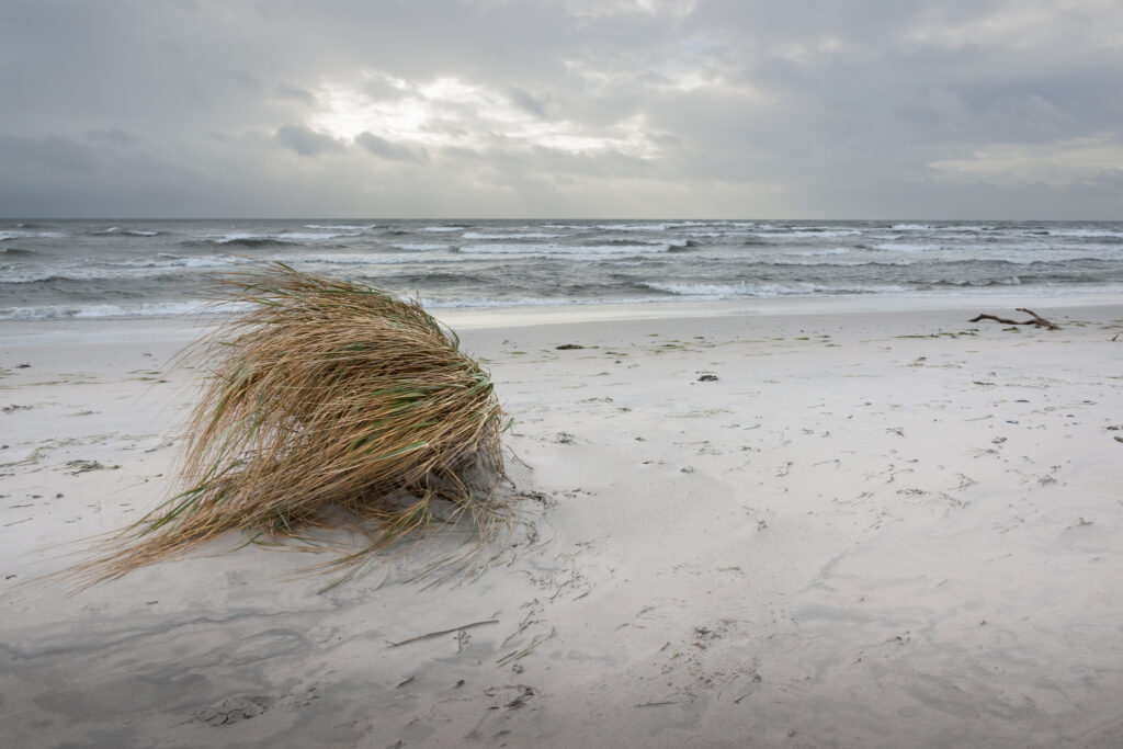 Løsrevet tue / Detached tuft